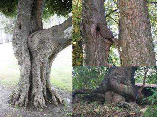 sex behind an old tree Sex behind an old tree